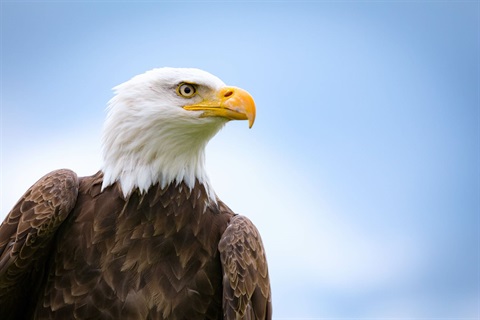 Bald Eagle Profile showing only the top half of the bird with blurred sky as the background