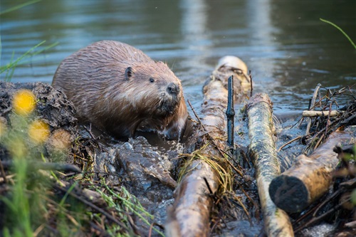 Beaver working on his dam