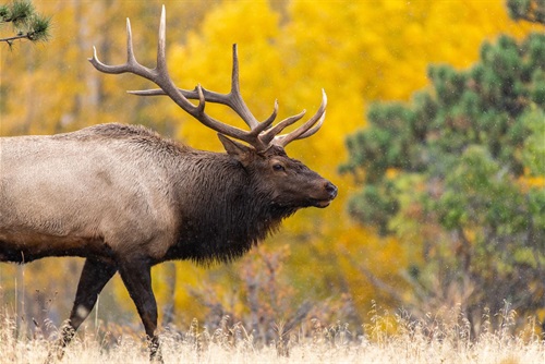 Elk image