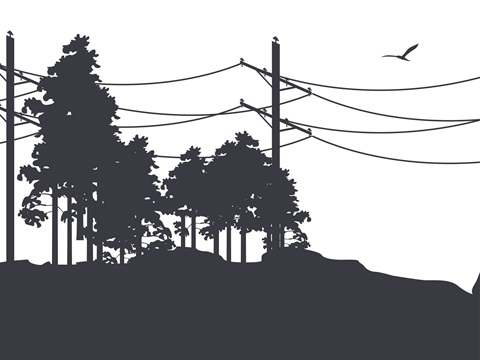 Trees and power lines